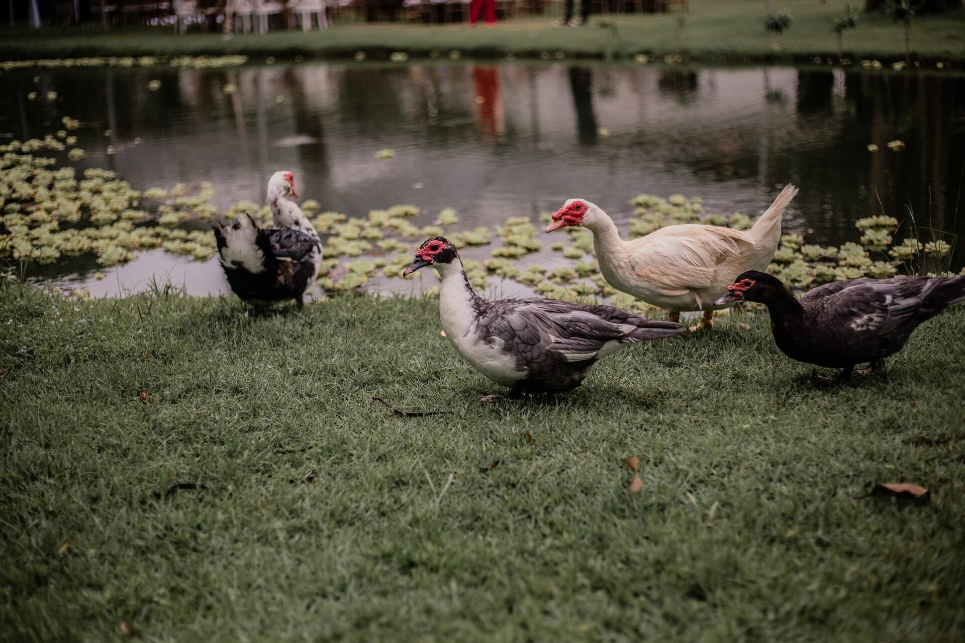 Foto WEDDING GABRIEL E THAY, SÃƒÂTIO INFINITY GARDEN GUARATIBA - RJ - Imagem 1